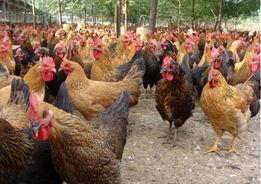 鸡棚塌了爆料视频,现场视频曝光引关注  第1张